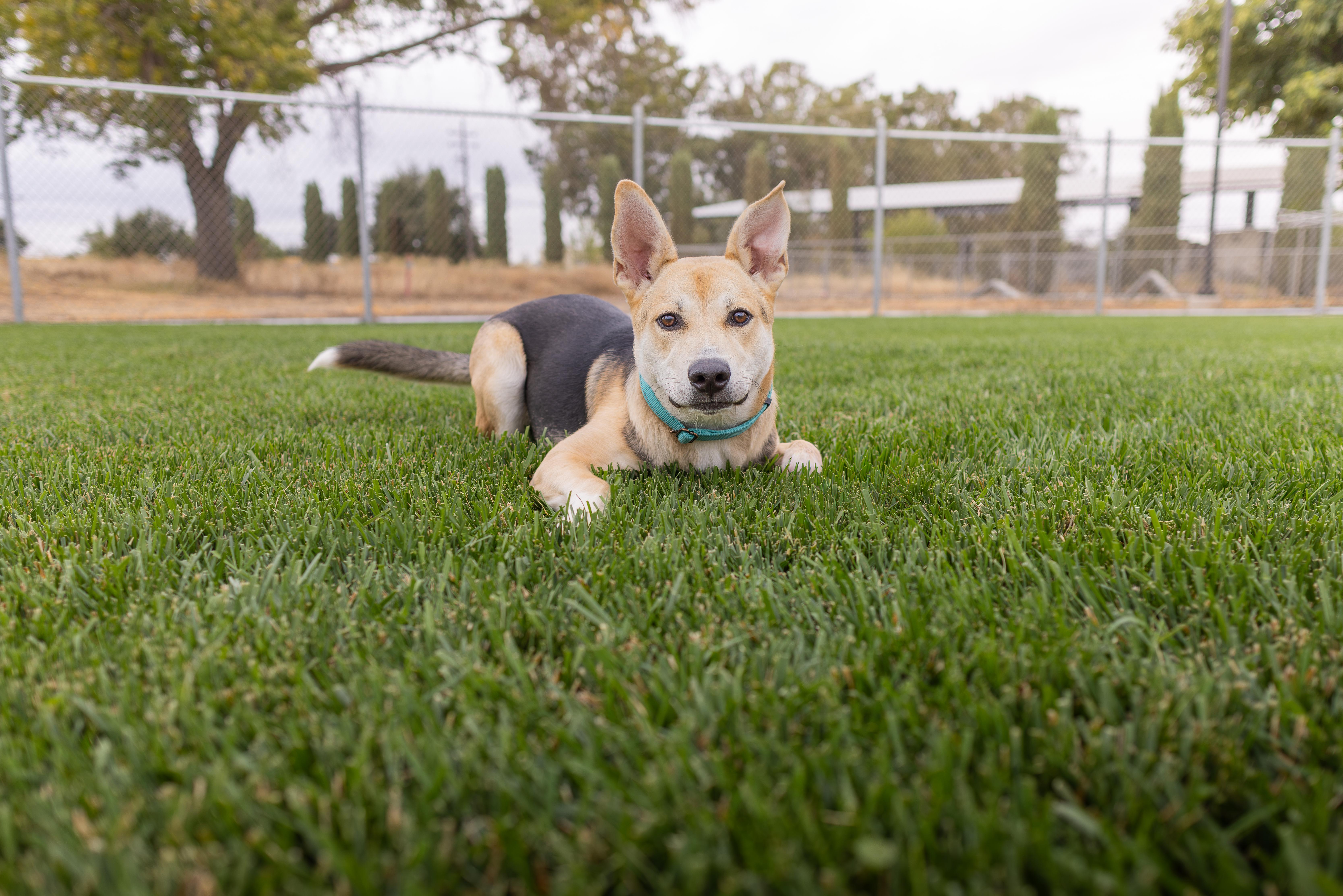Enlarge Aztec - Adoption Fee Sponsored by the ASPCA The Rescue Effect, a Adoptable mixed breed in Chico, CA image 4/6