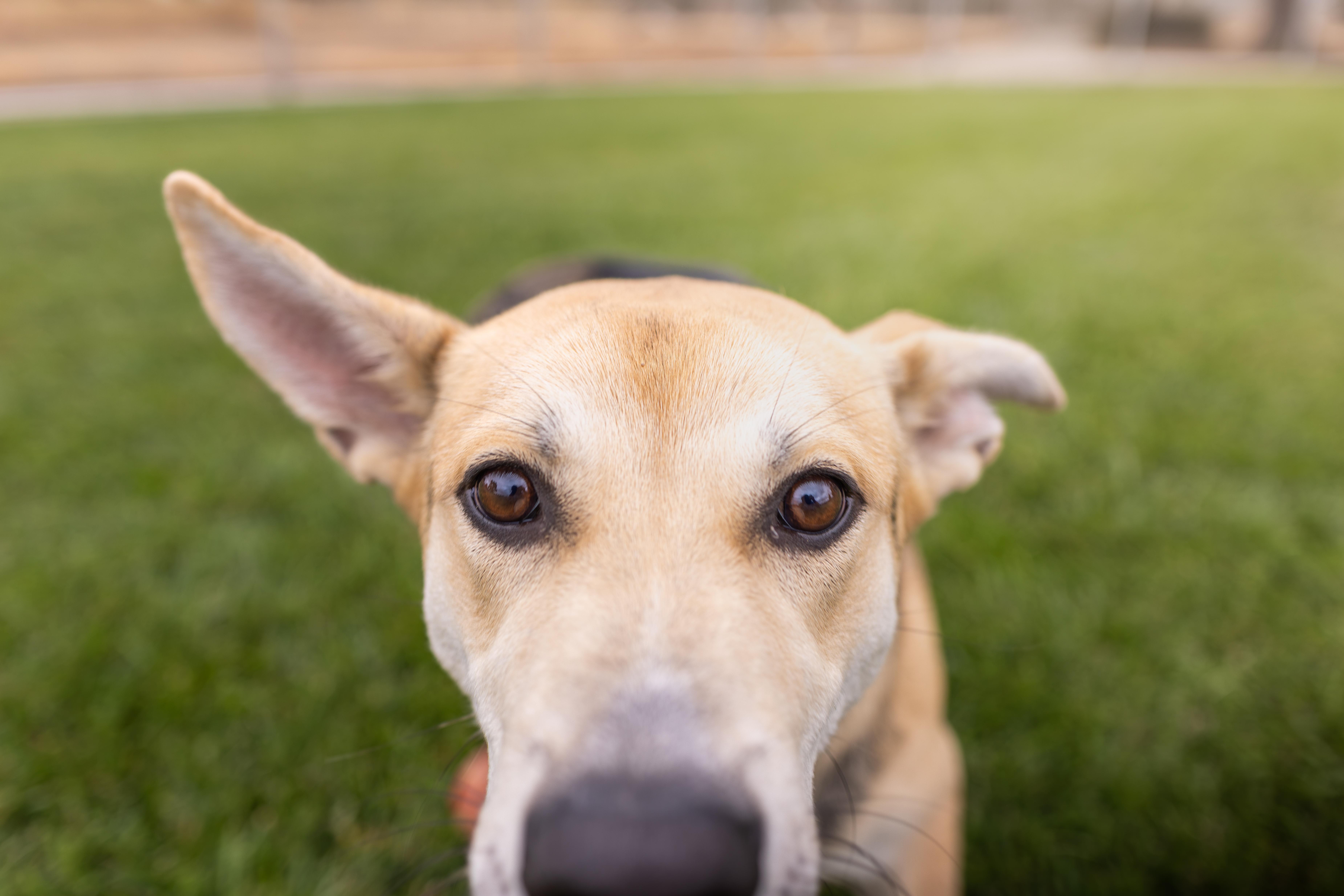 Enlarge Aztec - Adoption Fee Sponsored by the ASPCA The Rescue Effect, a Adoptable mixed breed in Chico, CA image 5/6