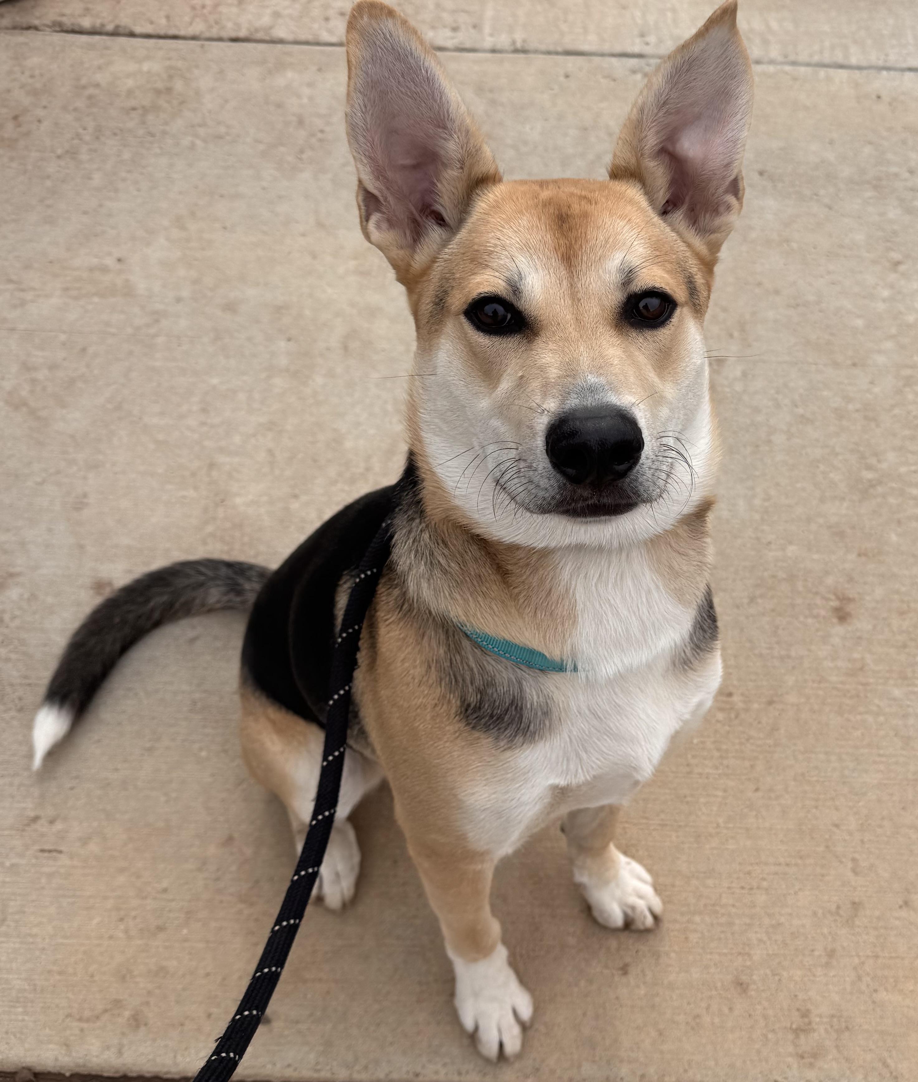 Enlarge Aztec - Adoption Fee Sponsored by the ASPCA The Rescue Effect, a Adoptable mixed breed in Chico, CA image 6/6