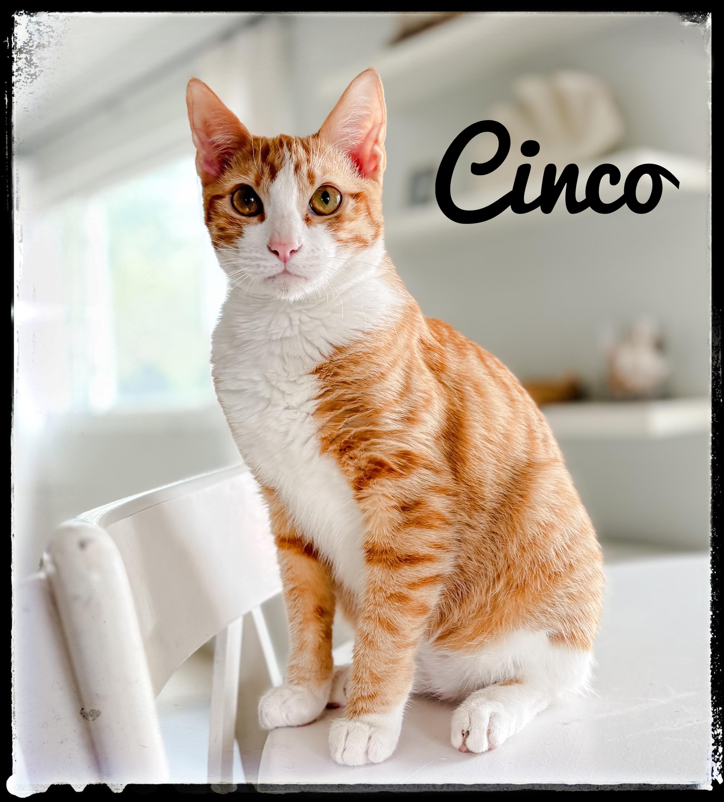 Enlarge Cinco, a Adoptable Domestic Short Hair in El Cajon, CA image 1/1