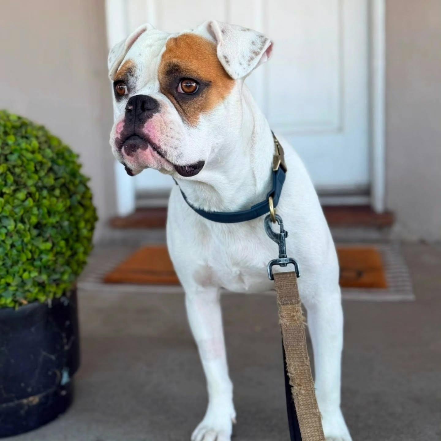 Enlarge Bellinger, a Adopted Boxer in Stanwood, WA image 1/1