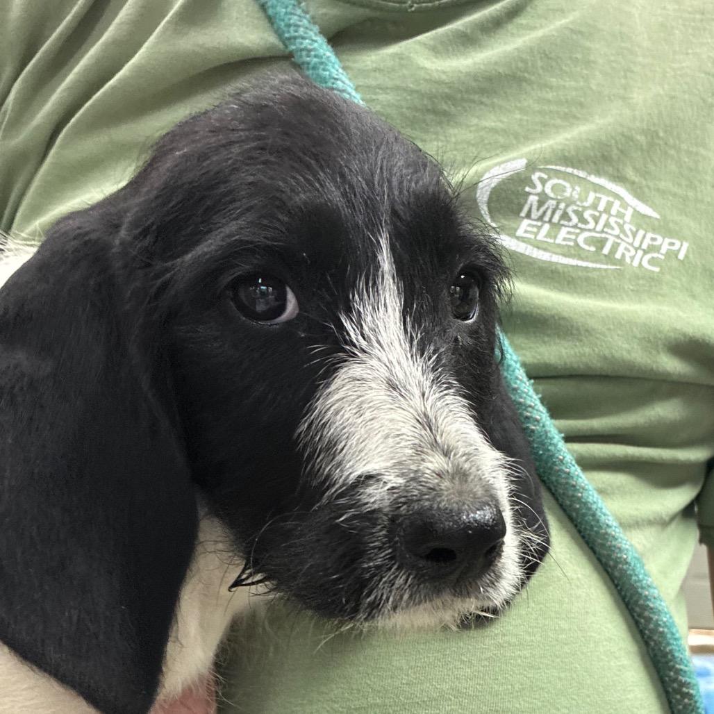 Enlarge Dizzy, a Adoptable mixed breed in Hattiesburg, MS image 1/1