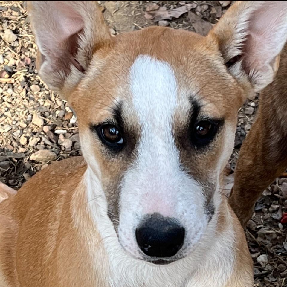 Pita Bread (280 pups litter), Adoptable, Puppy Female Shetland Sheepdog / Sheltie.