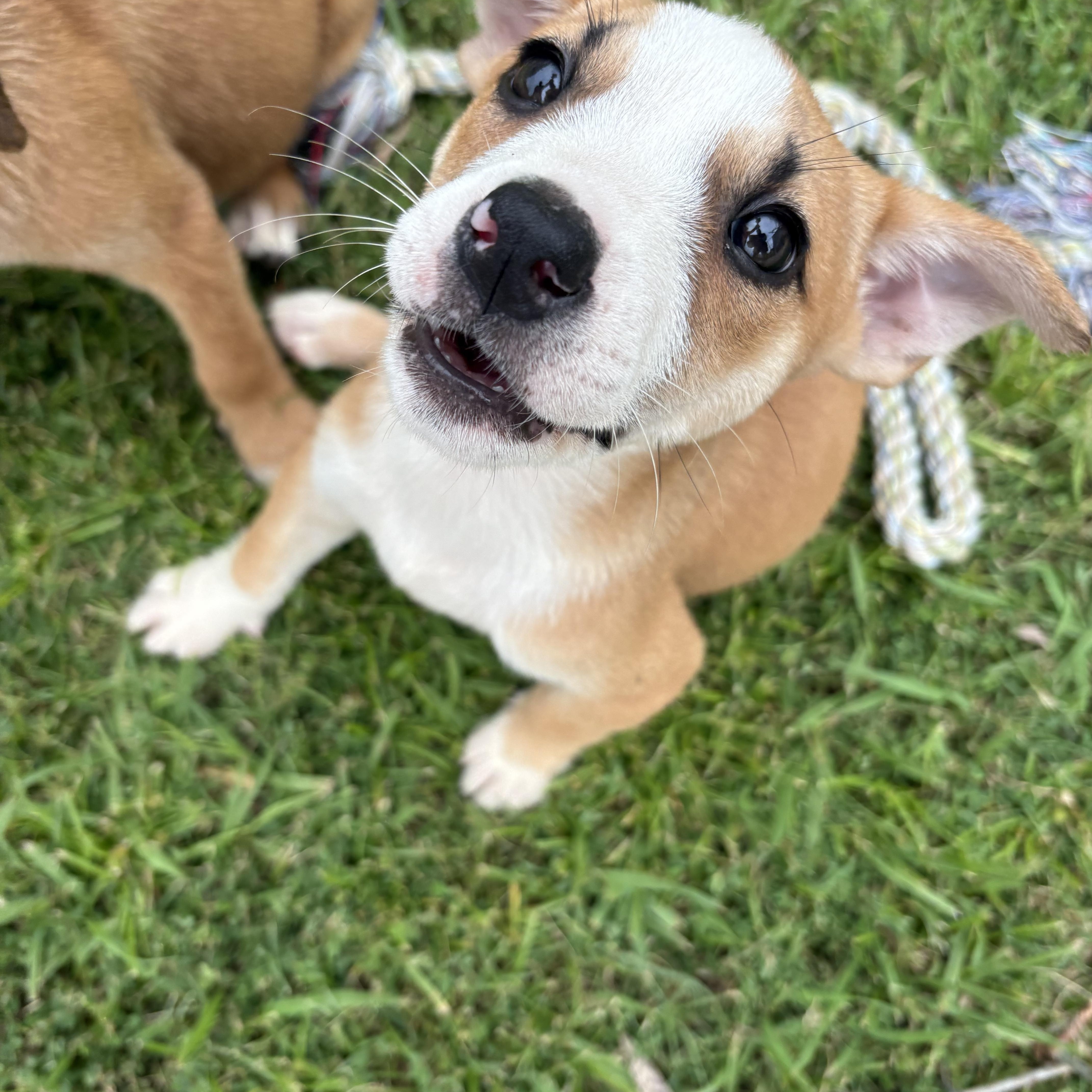 Pita Bread (280 pups litter)