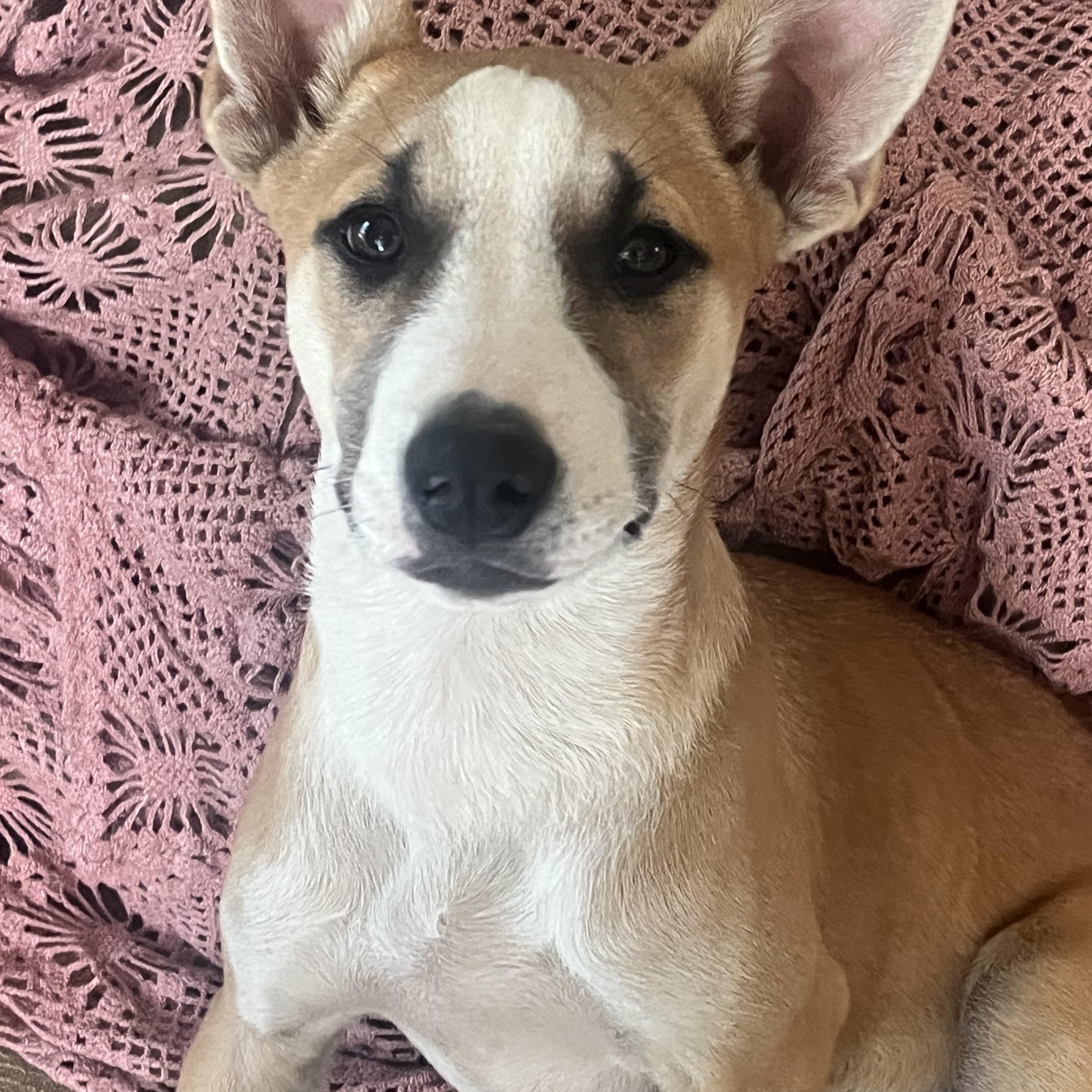 Enlarge Pita Bread (280 pups litter), a Adoptable mixed breed in Chelsea, AL image 3/5