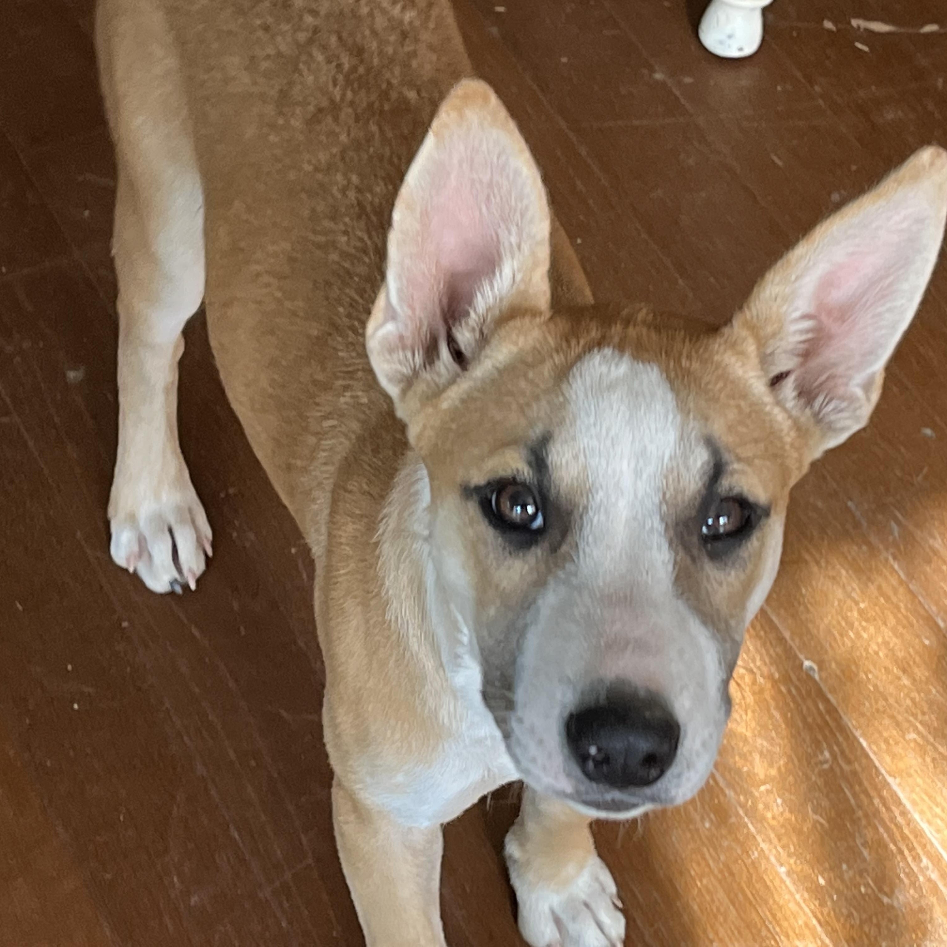 Enlarge Pita Bread (280 pups litter), a Adoptable mixed breed in Chelsea, AL image 2/5
