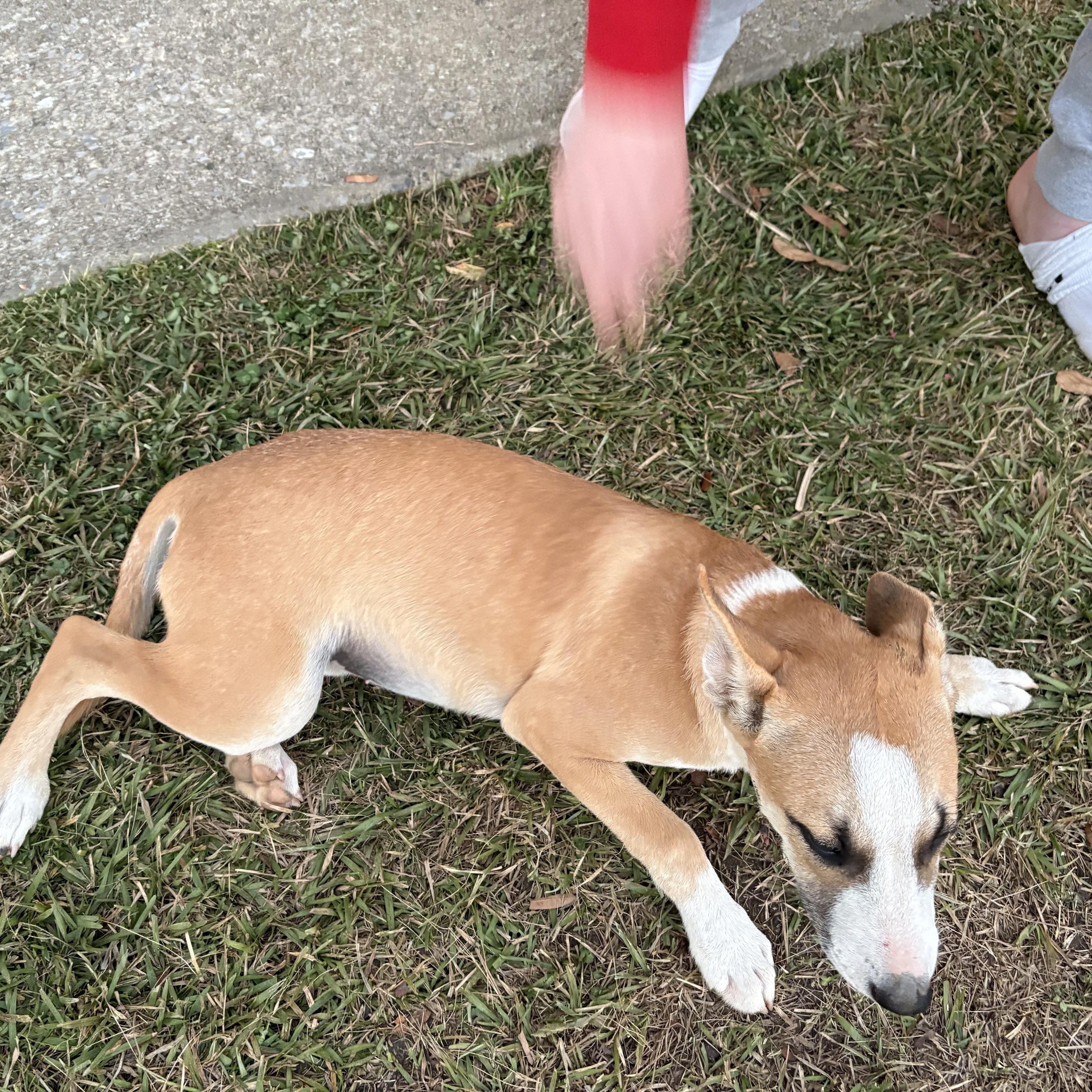 Enlarge Pita Bread (280 pups litter), a Adoptable mixed breed in Chelsea, AL image 4/5