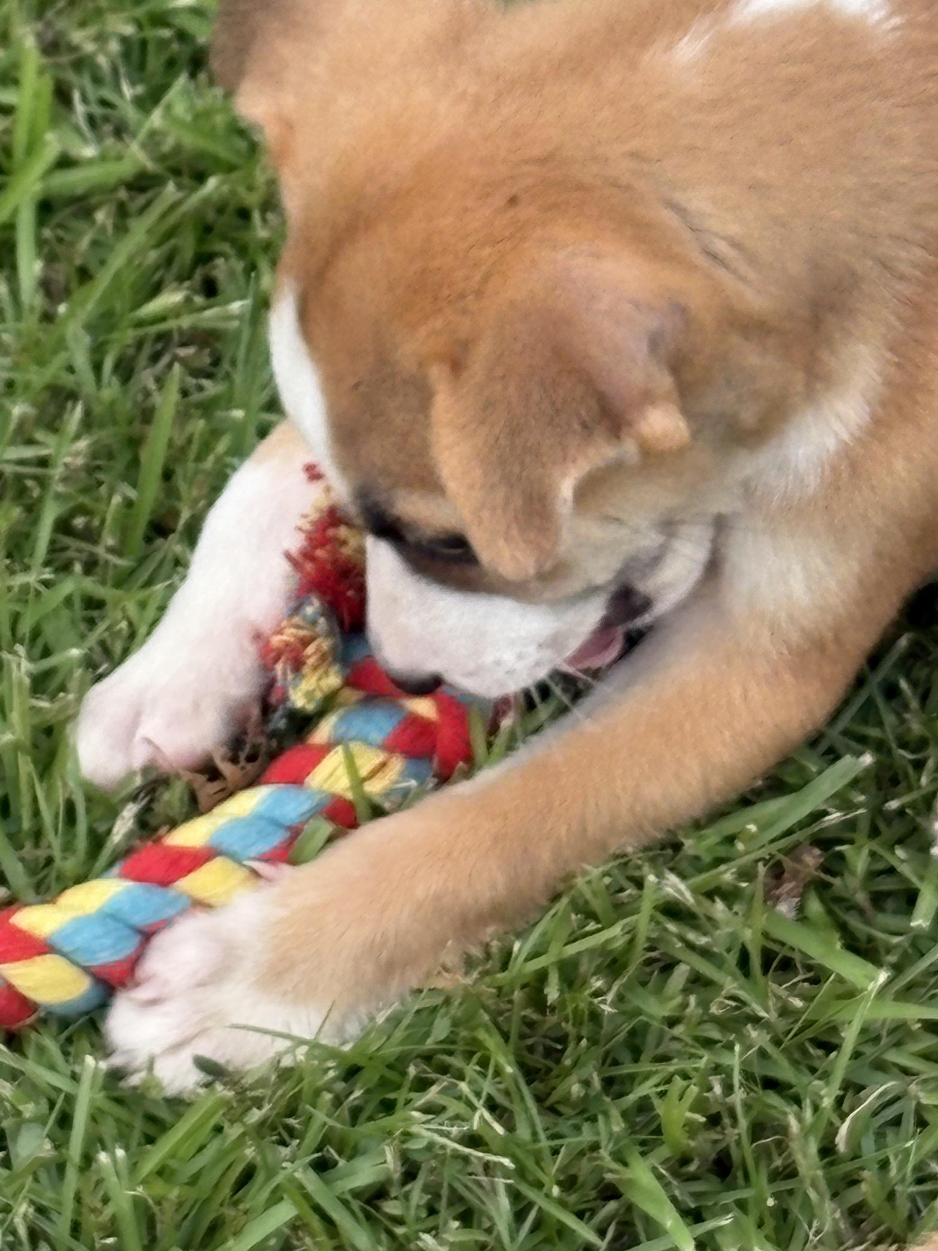 Pita Bread (280 pups litter)