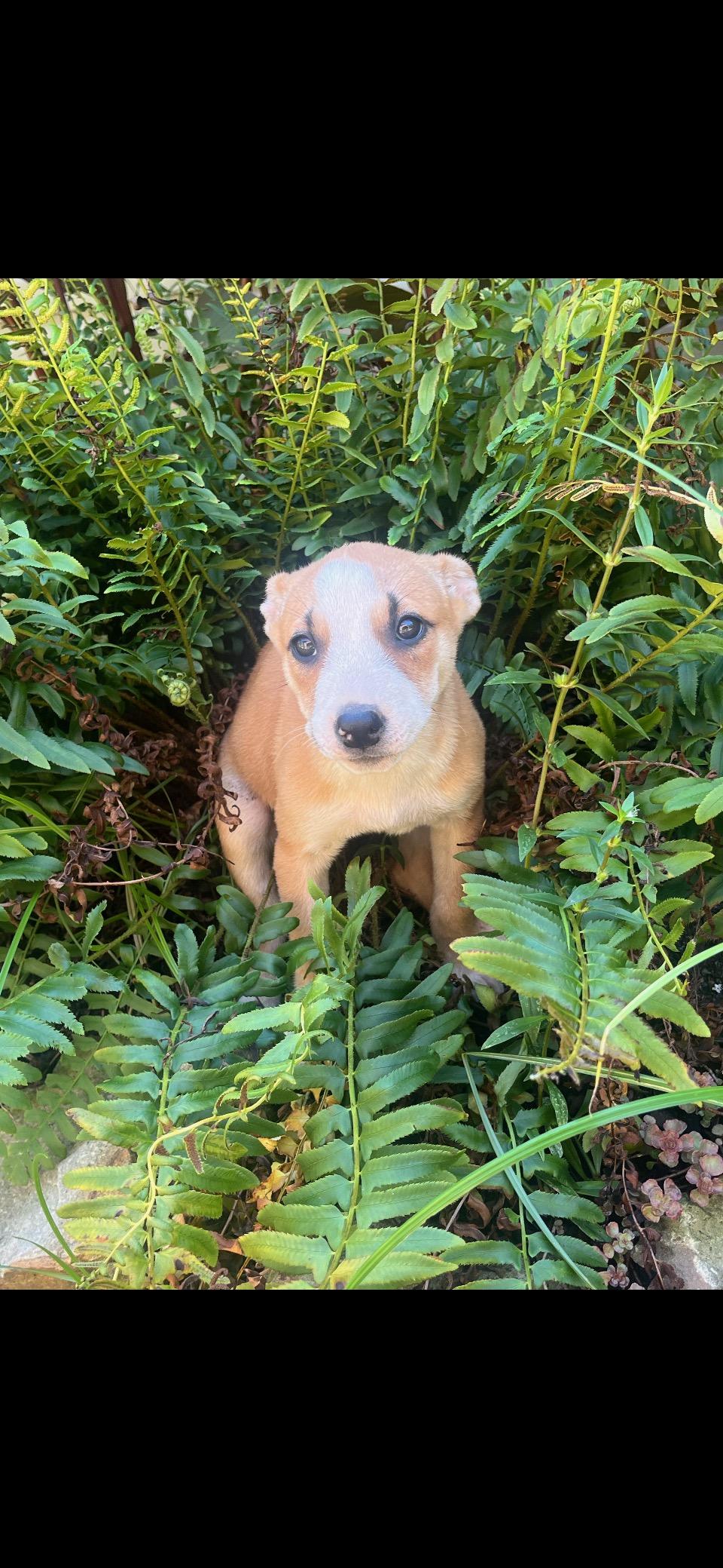 Pita Bread (280 pups litter)