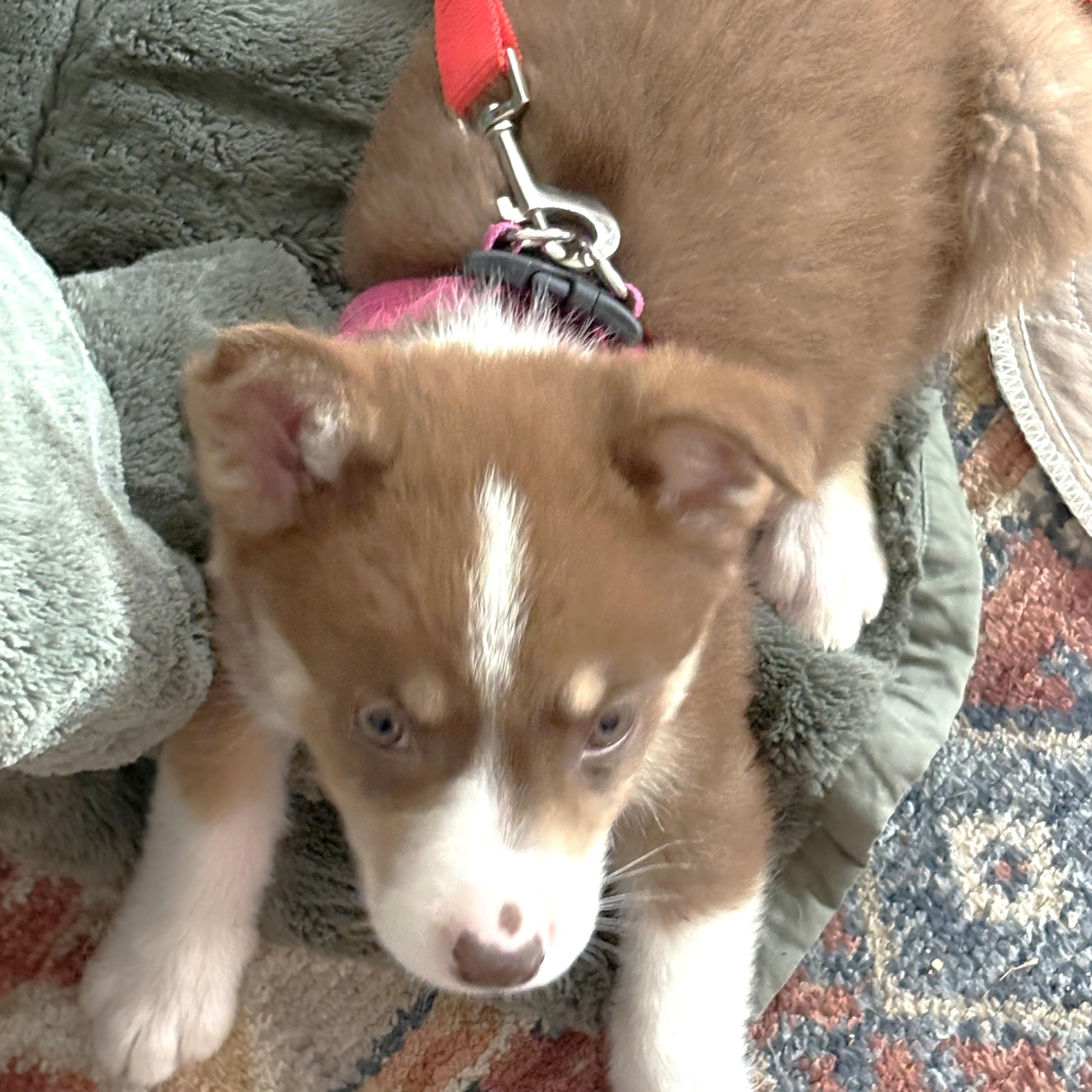 Winnie the Pooh, an adoptable mixed breed in Palatine, IL image 4/4