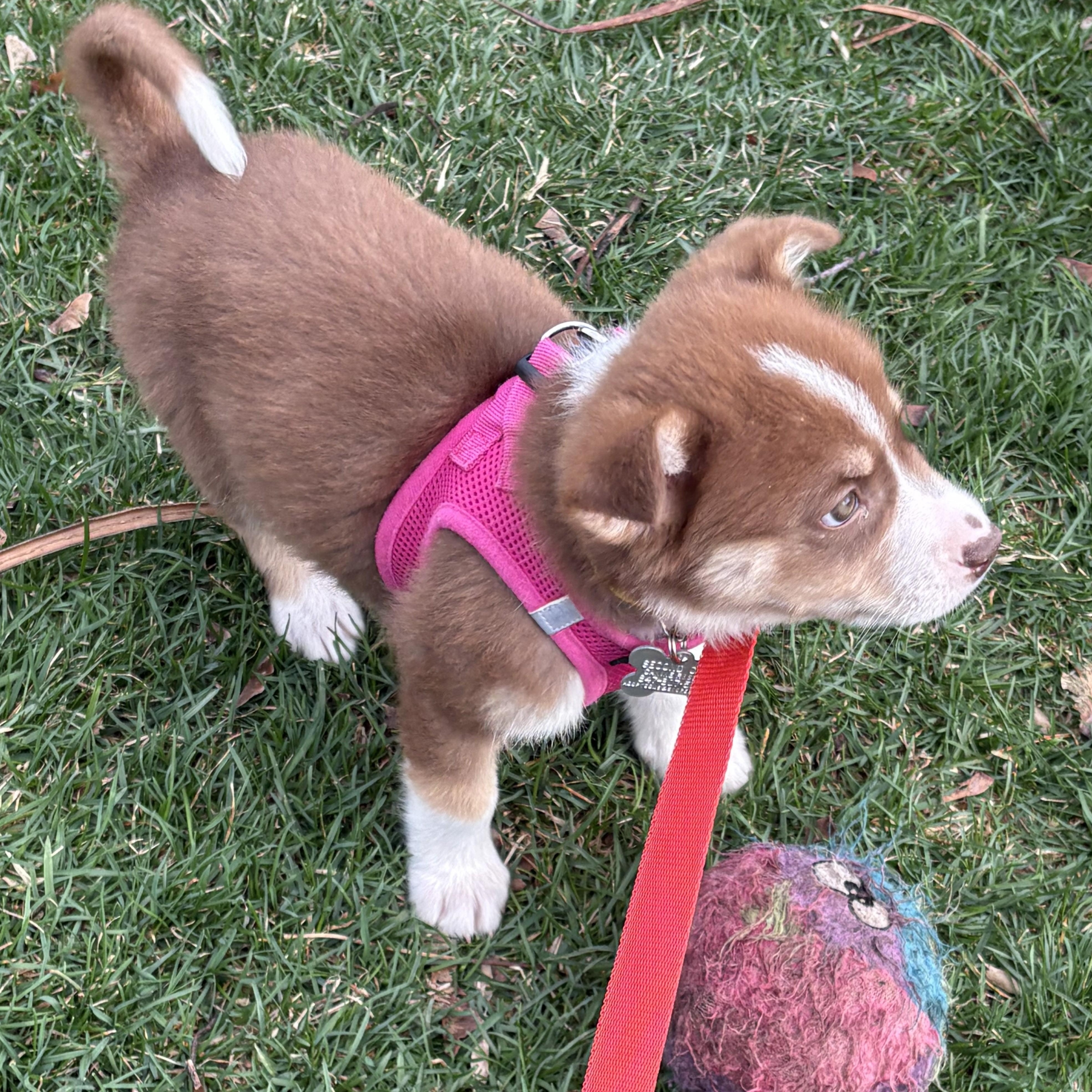 Winnie the Pooh, an adoptable mixed breed in Palatine, IL image 3/4