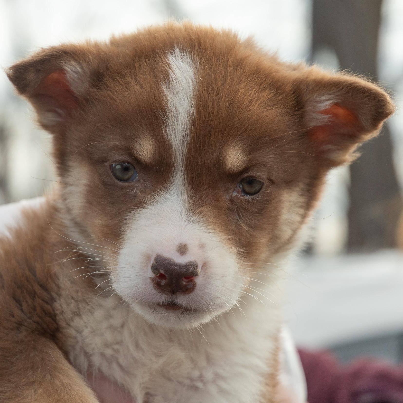 Winnie the Pooh, adoptable, Puppy Female Australian Shepherd & Mixed Breed.