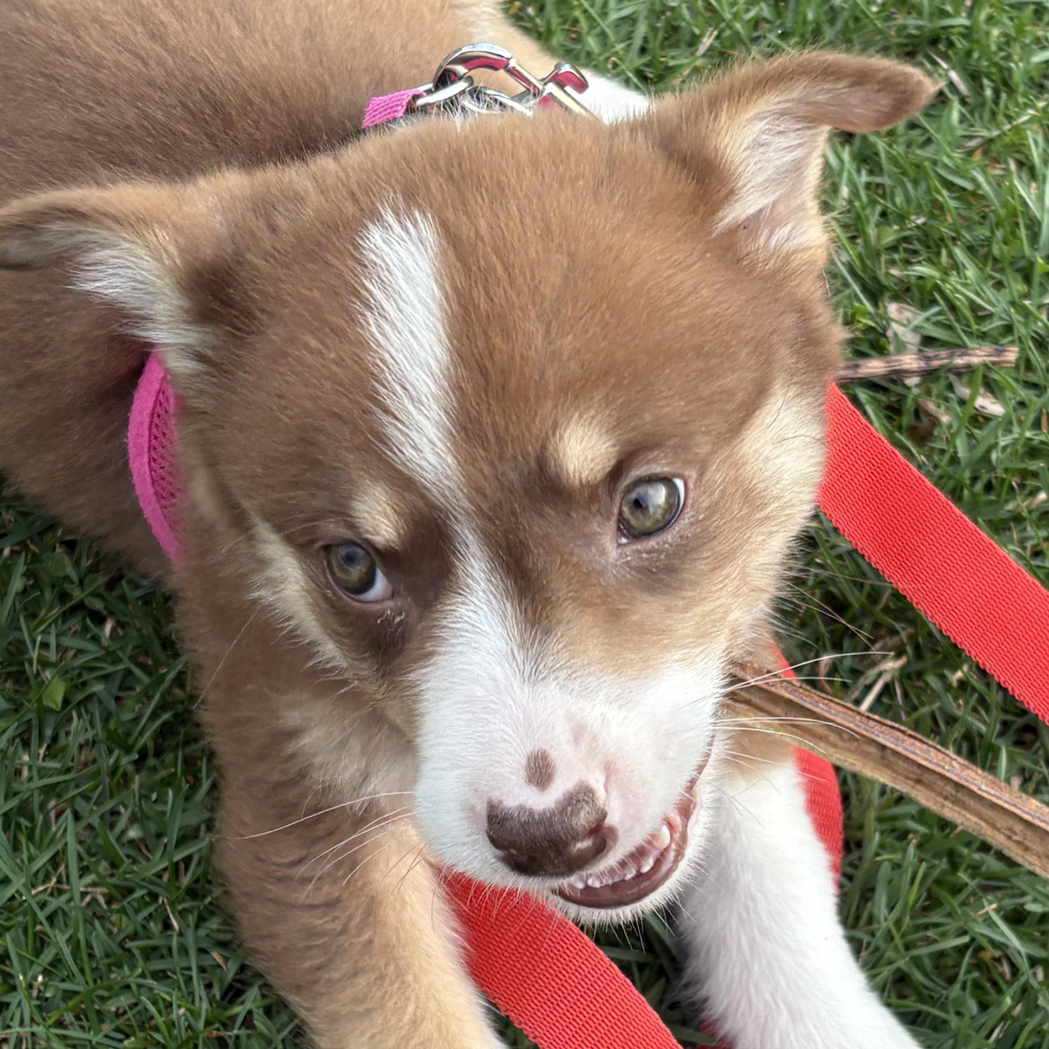 Winnie the Pooh, an adoptable mixed breed in Palatine, IL image 2/4