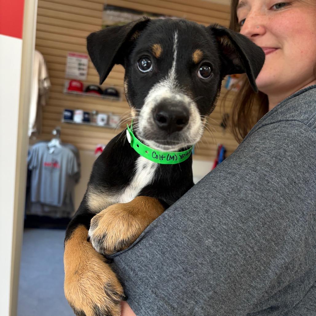Caspian, Adoptable, Puppy Male Mixed Breed.