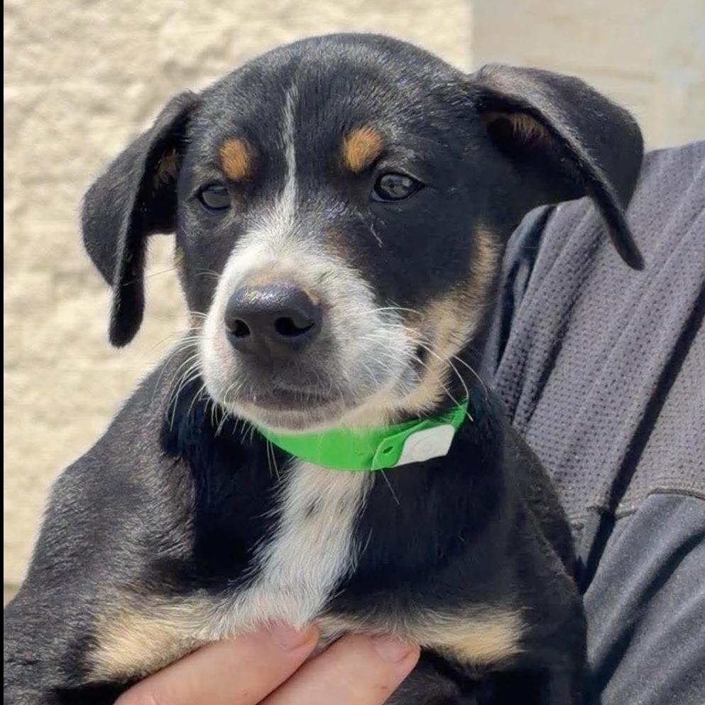Caspian, a Adoptable Mixed Breed in Morrisville, VT image 2/4