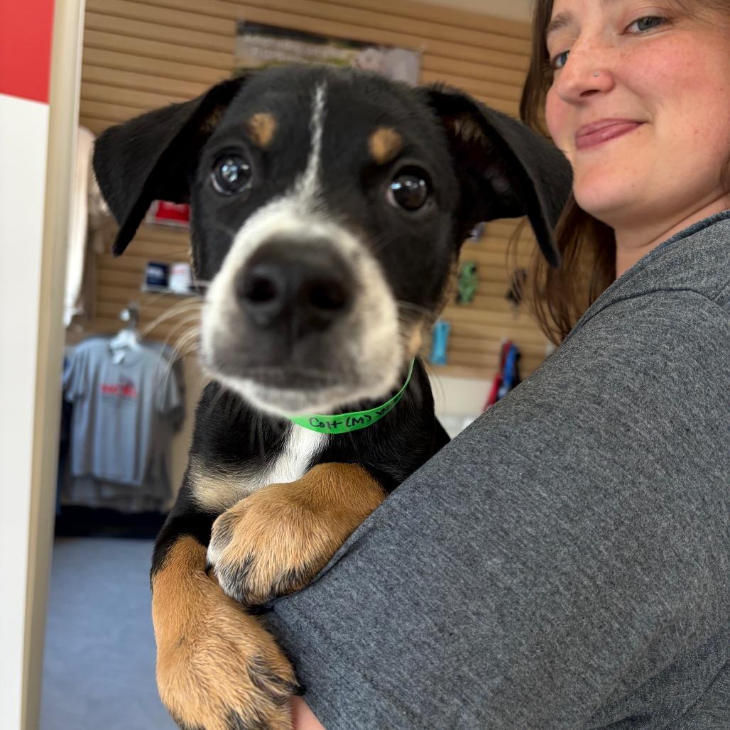Caspian, a Adoptable Mixed Breed in Morrisville, VT image 3/4