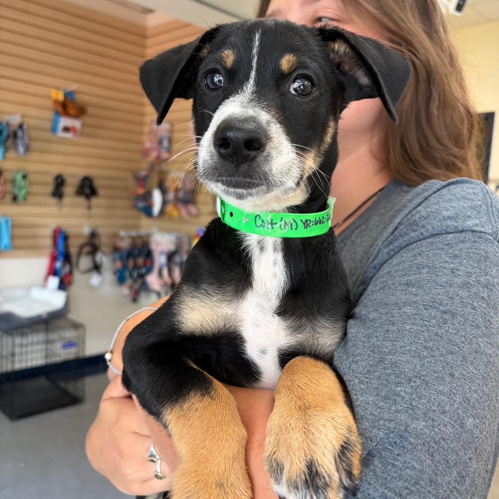 Caspian, a Adoptable Mixed Breed in Morrisville, VT image 4/4