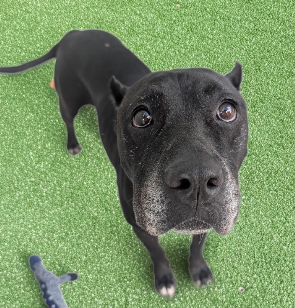Cola - Gentle Corso Mix!, Adoptable, Young Female Cane Corso & Labrador Retriever.