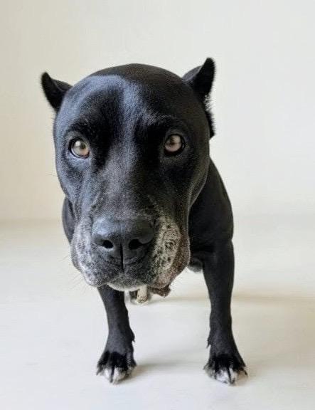 Enlarge Cola - Gentle Corso Mix!, a Adoptable mixed breed in Fort Myers, FL image 3/3