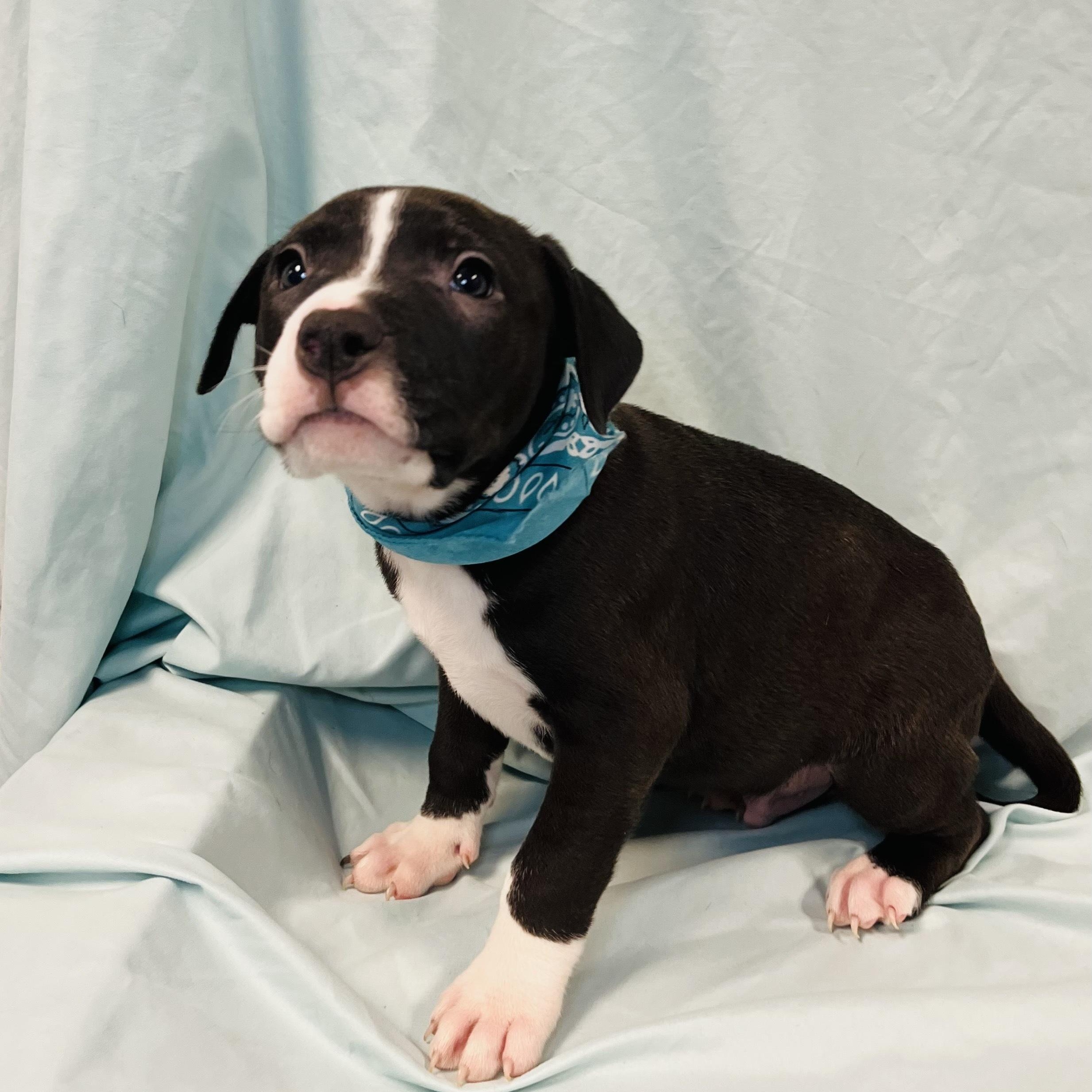 Enlarge Shark, a other Mixed Breed in Canal Winchester, OH image 1/3