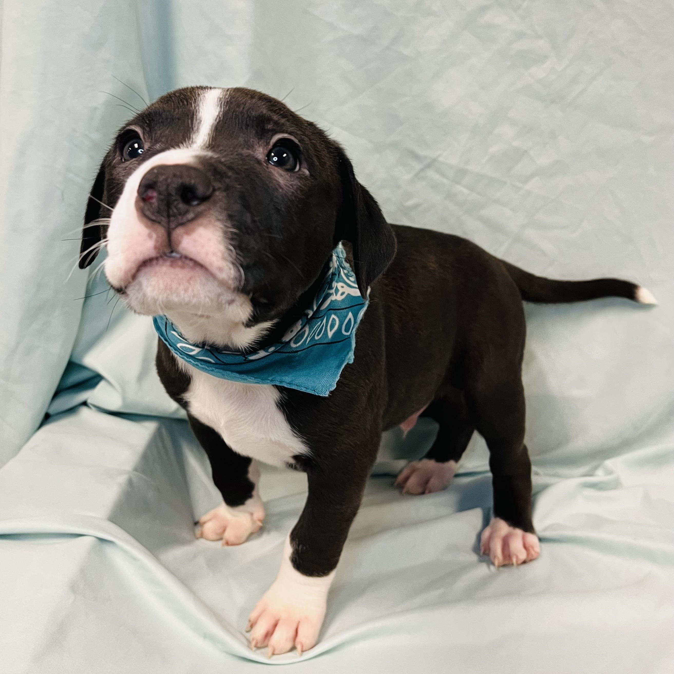Enlarge Shark, a other Mixed Breed in Canal Winchester, OH image 2/3