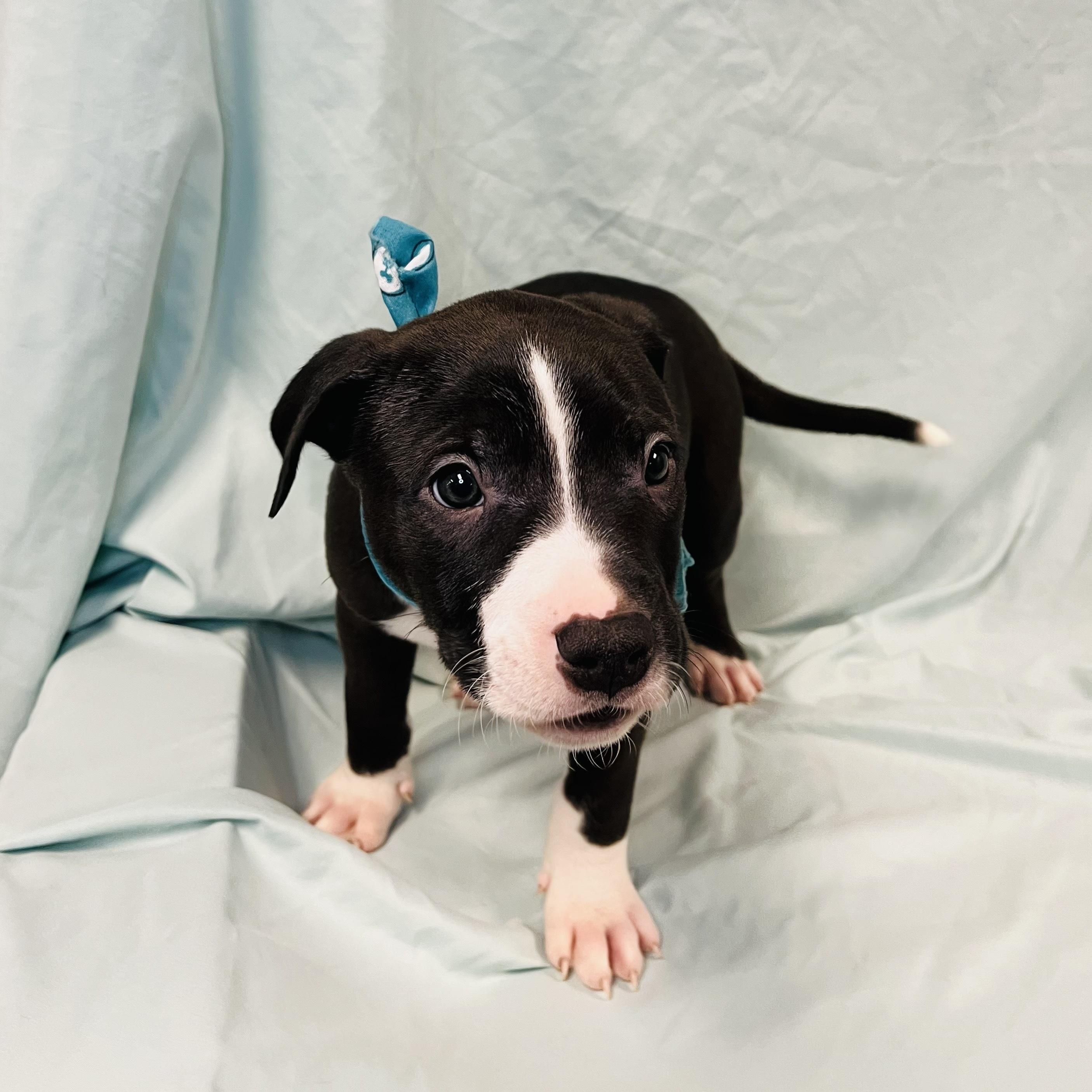 Enlarge Shark, a other Mixed Breed in Canal Winchester, OH image 3/3