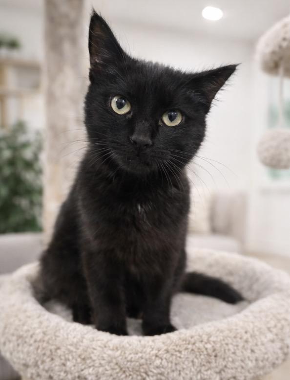 Enlarge Mora, a Adoptable Domestic Short Hair in Rio Linda, CA image 1/6