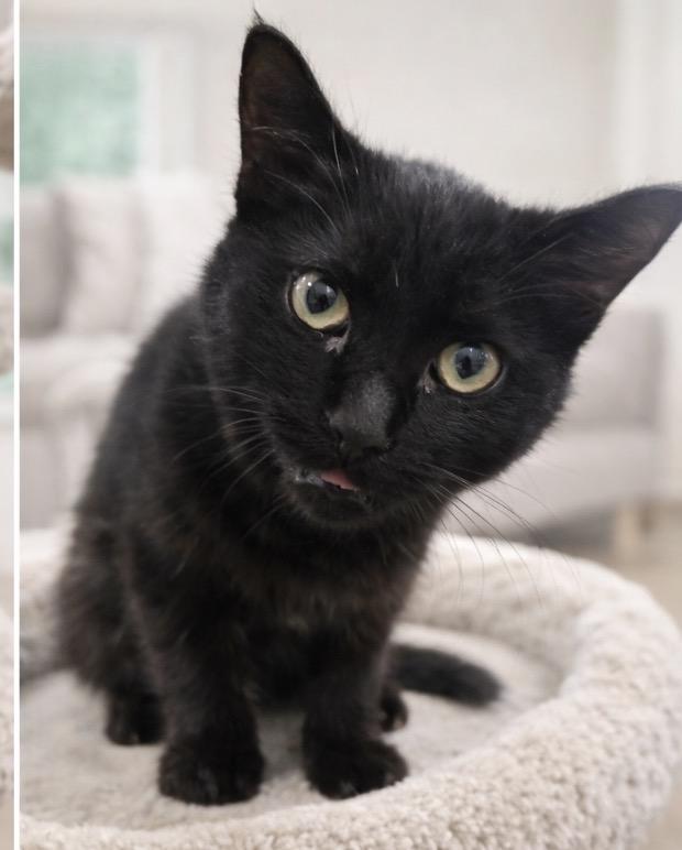 Enlarge Mora, a Adoptable Domestic Short Hair in Rio Linda, CA image 6/6