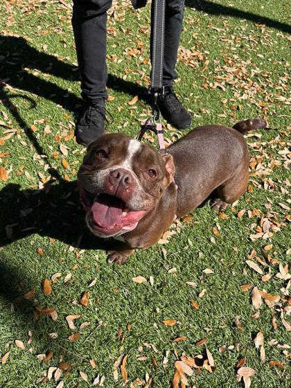 Noni (was Honey), Adoptable, Senior Female English Bulldog & Mixed Breed.