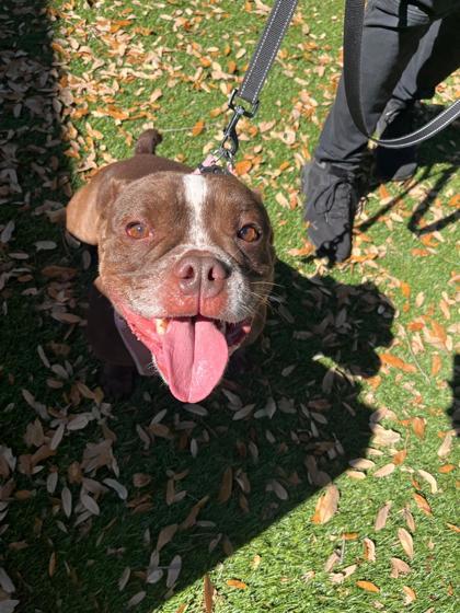 Enlarge Noni (was Honey), a Adoptable mixed breed in North Miami Beach, FL image 2/3