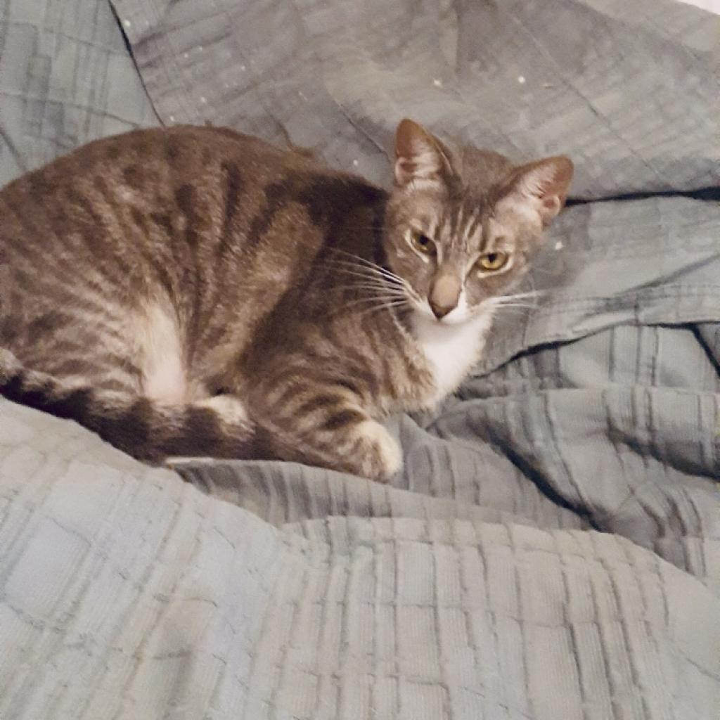 Orlando, Adoptable, Adult Female Domestic Short Hair.