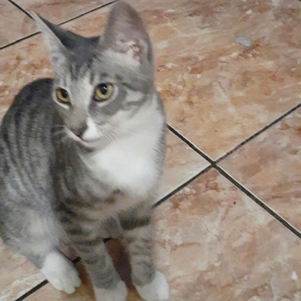 Enlarge Orlando, a Adoptable Domestic Short Hair in Los Angeles, CA image 2/6