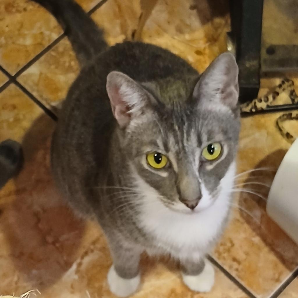 Enlarge Orlando, a Adoptable Domestic Short Hair in Los Angeles, CA image 3/6