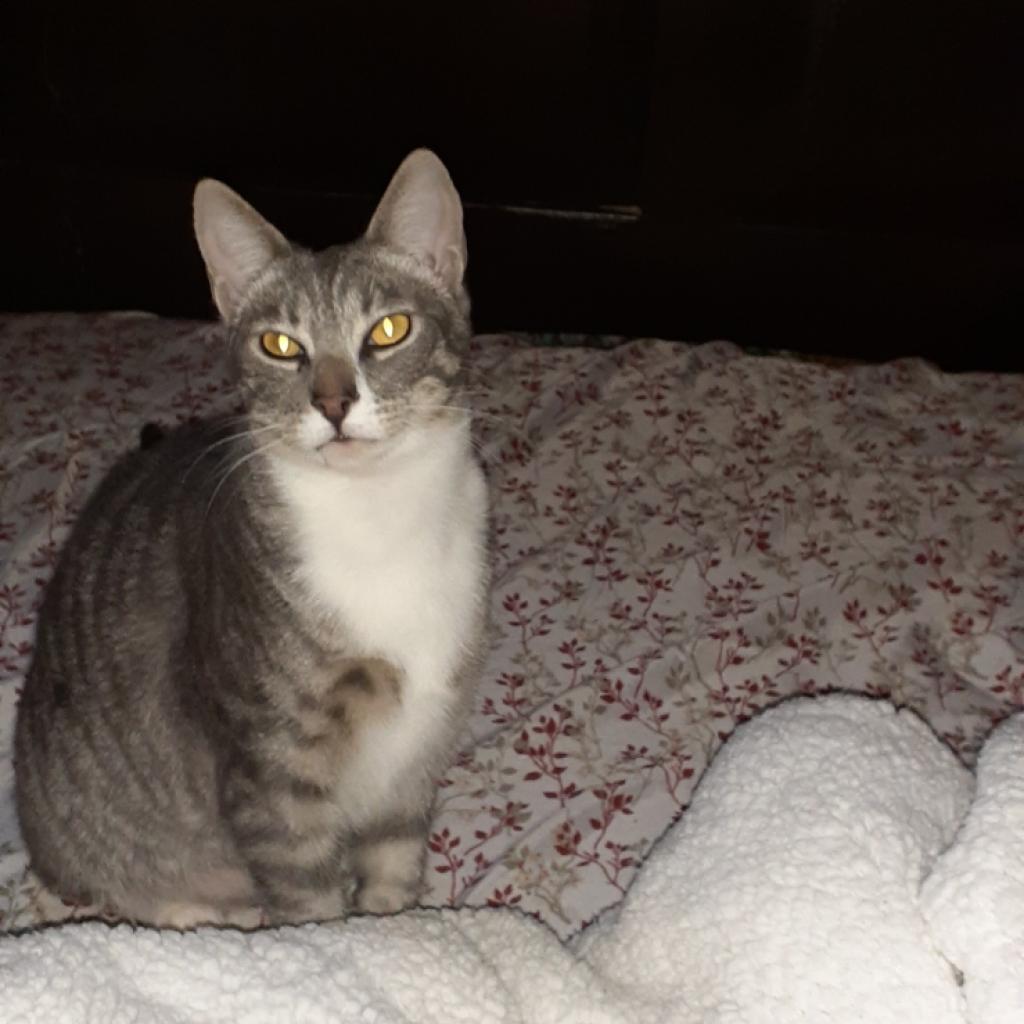 Enlarge Orlando, a Adoptable Domestic Short Hair in Los Angeles, CA image 4/6