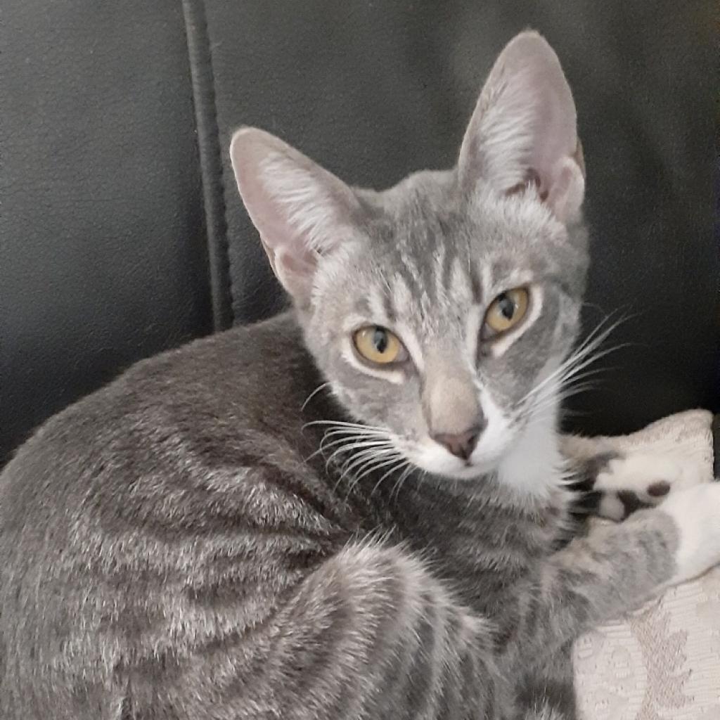 Enlarge Orlando, a Adoptable Domestic Short Hair in Los Angeles, CA image 5/6