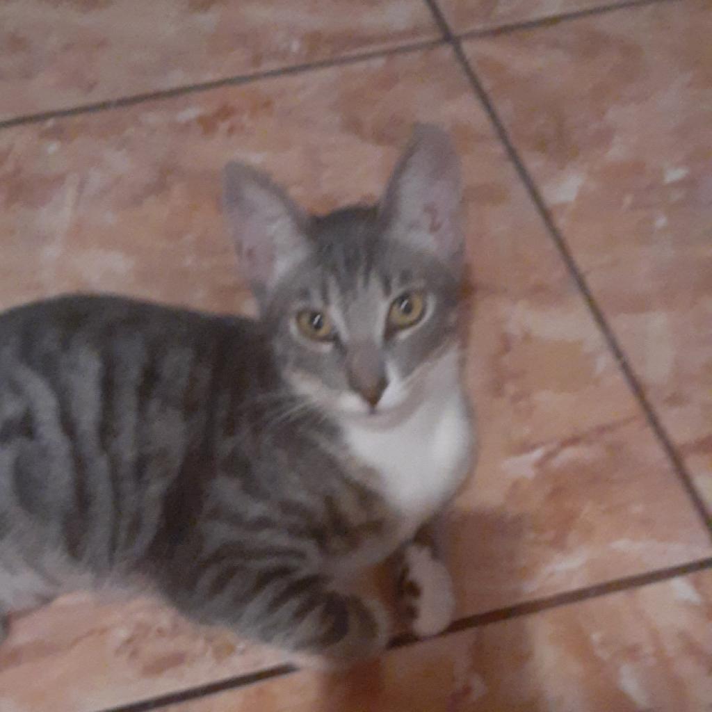 Enlarge Orlando, a Adoptable Domestic Short Hair in Los Angeles, CA image 6/6