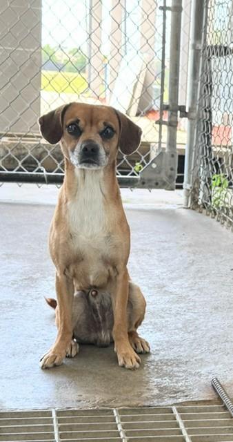 SKUNK, ADOPTABLE, Adult Male Chihuahua.