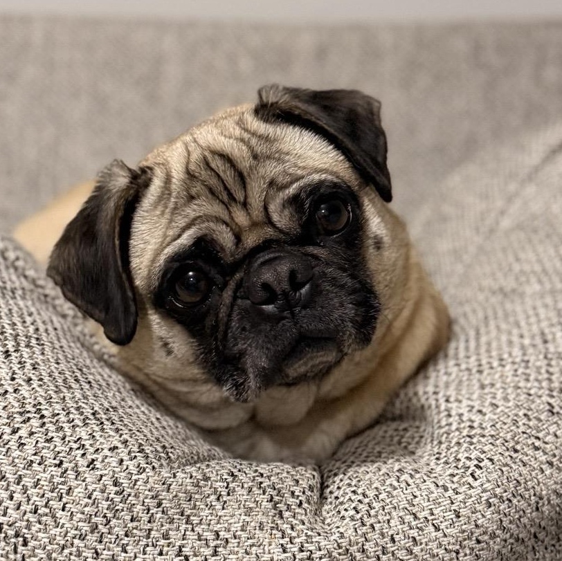 Enlarge Susie and Harper, a ADOPTABLE Pug in Shawnee Mission, KS image 2/4