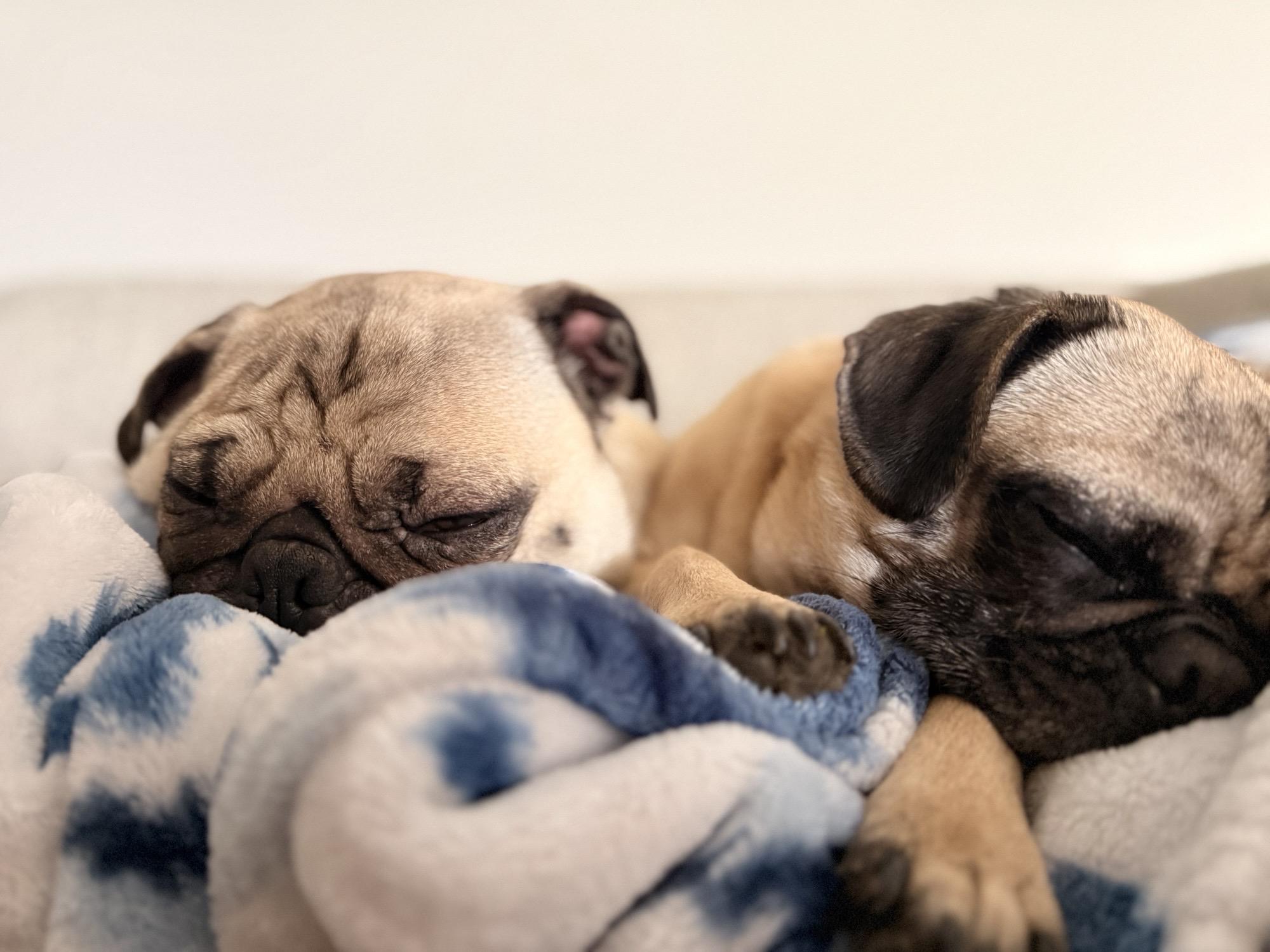 Enlarge Susie and Harper, a ADOPTABLE Pug in Shawnee Mission, KS image 4/4