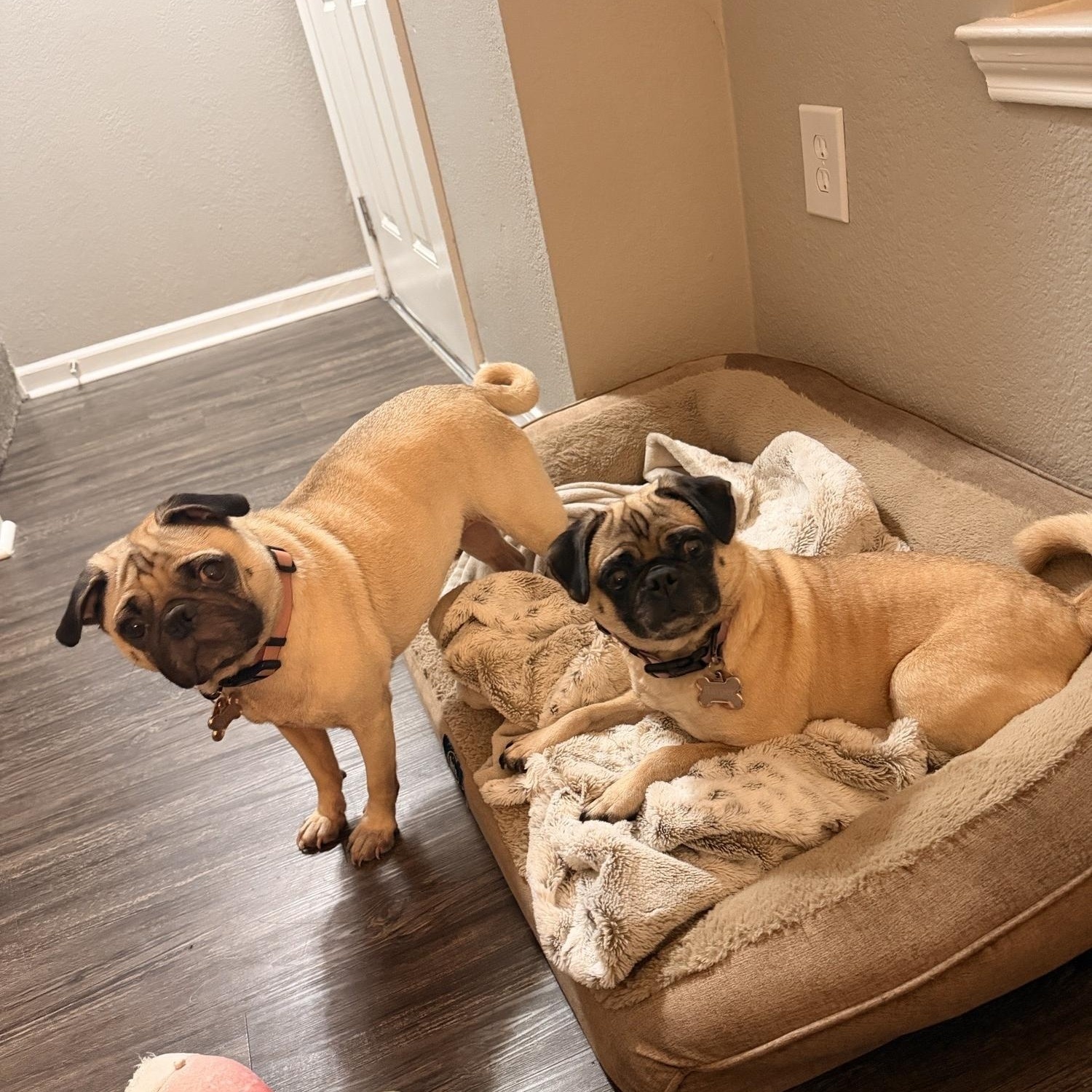Susie and Harper, ADOPTABLE, Adult Female Pug.