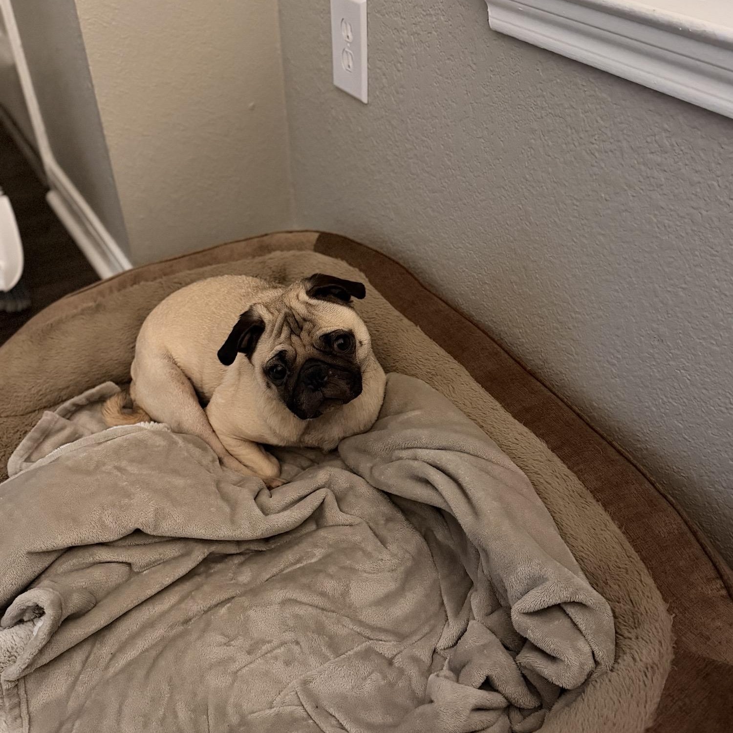 Enlarge Susie and Harper, a ADOPTABLE Pug in Shawnee Mission, KS image 3/4