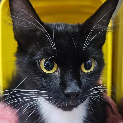 Sallie, Adoptable, Young Female Domestic Short Hair.