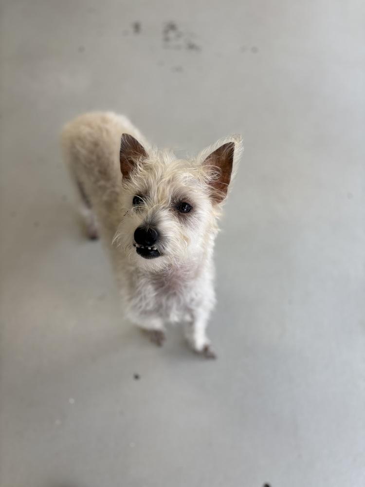 Enlarge Scotch, a Adoptable mixed breed in Studio City, CA image 1/6