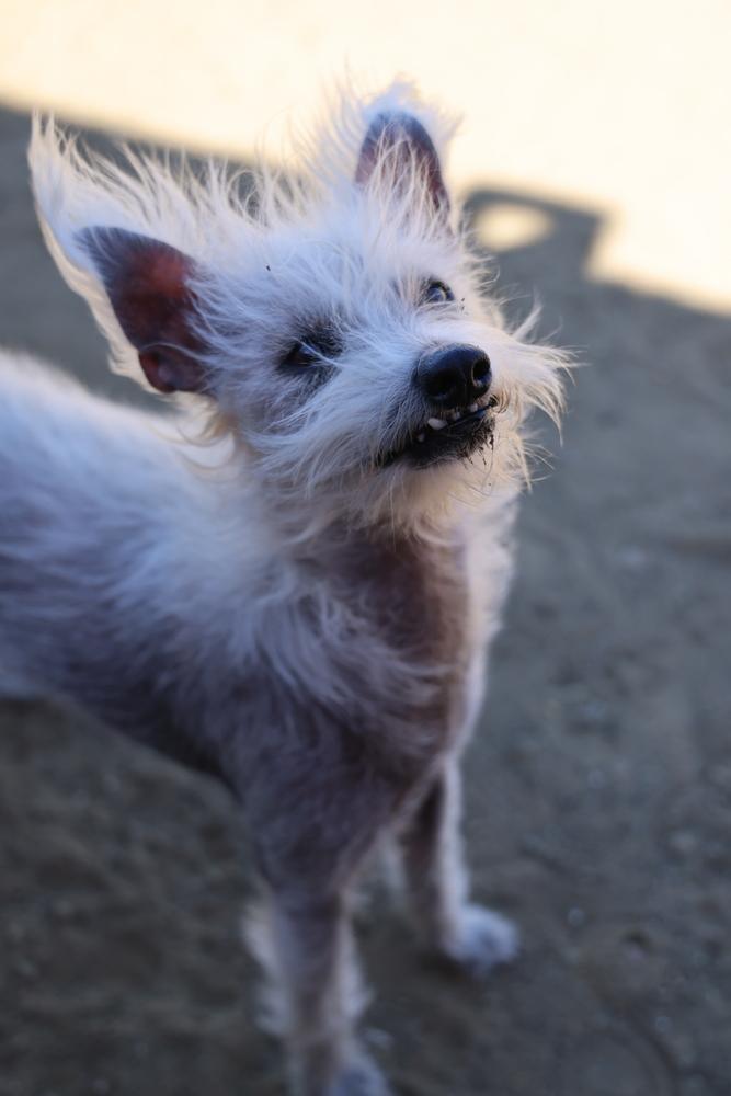 Enlarge Scotch, a Adoptable mixed breed in Studio City, CA image 1/6