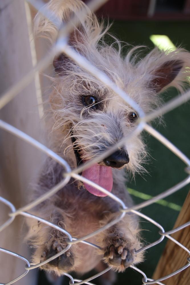 Enlarge Scotch, a Adoptable mixed breed in Studio City, CA image 2/6