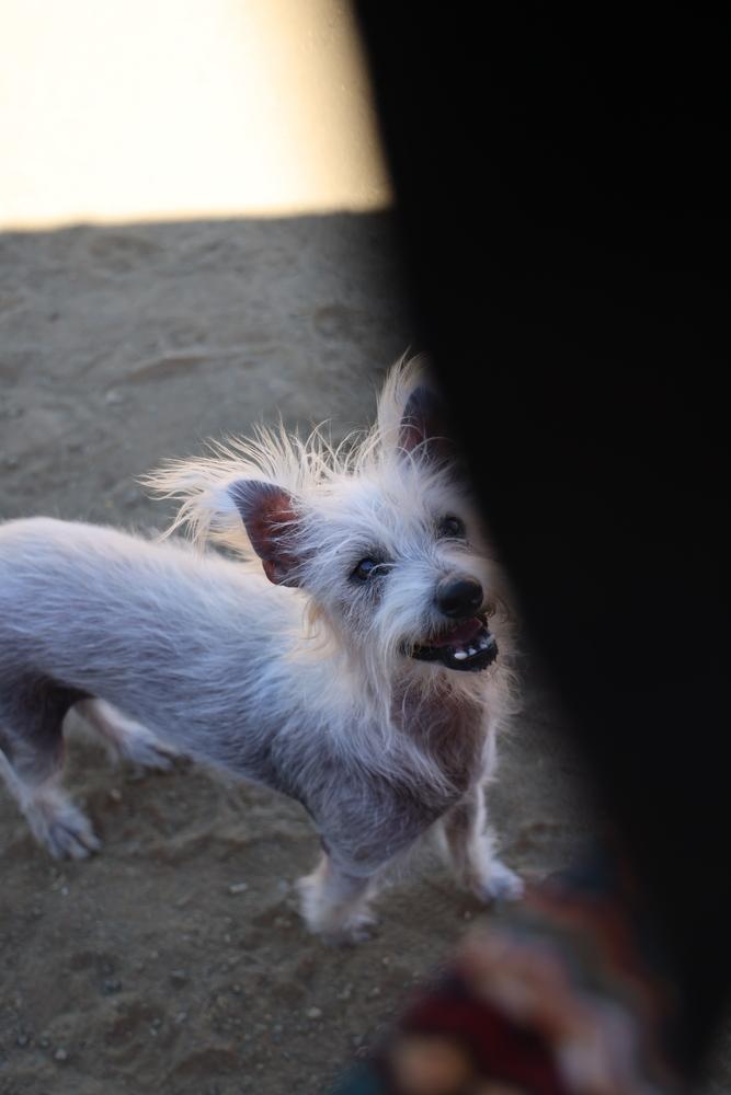 Enlarge Scotch, a Adoptable mixed breed in Studio City, CA image 3/6
