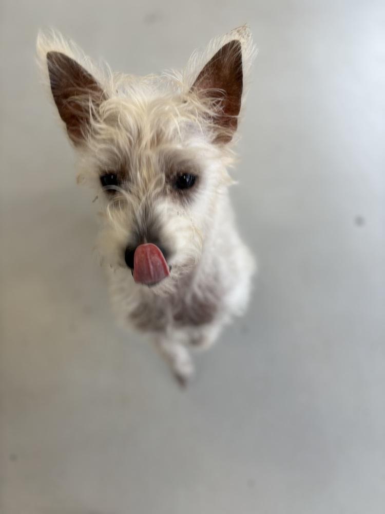 Enlarge Scotch, a Adoptable mixed breed in Studio City, CA image 2/6