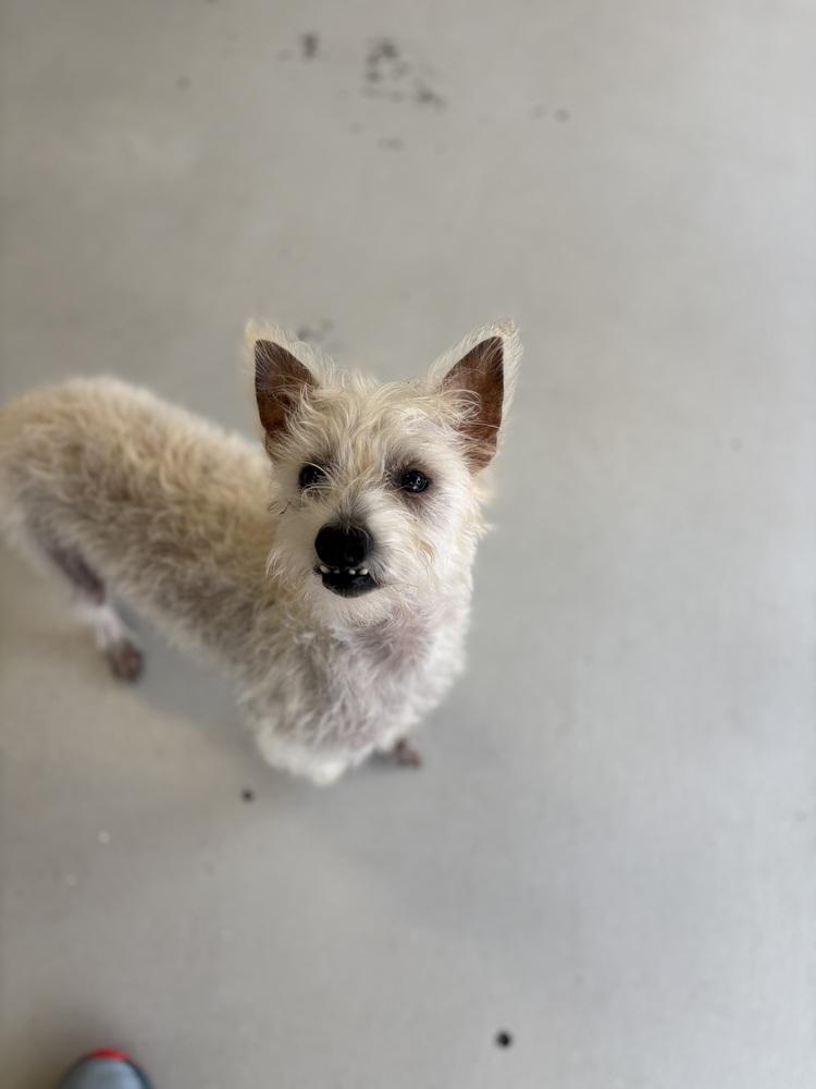 Enlarge Scotch, a Adoptable mixed breed in Studio City, CA image 3/6