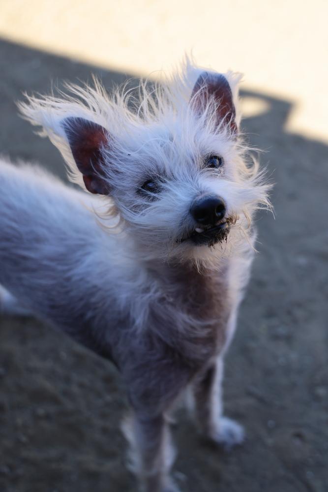 Enlarge Scotch, a Adoptable mixed breed in Studio City, CA image 4/6
