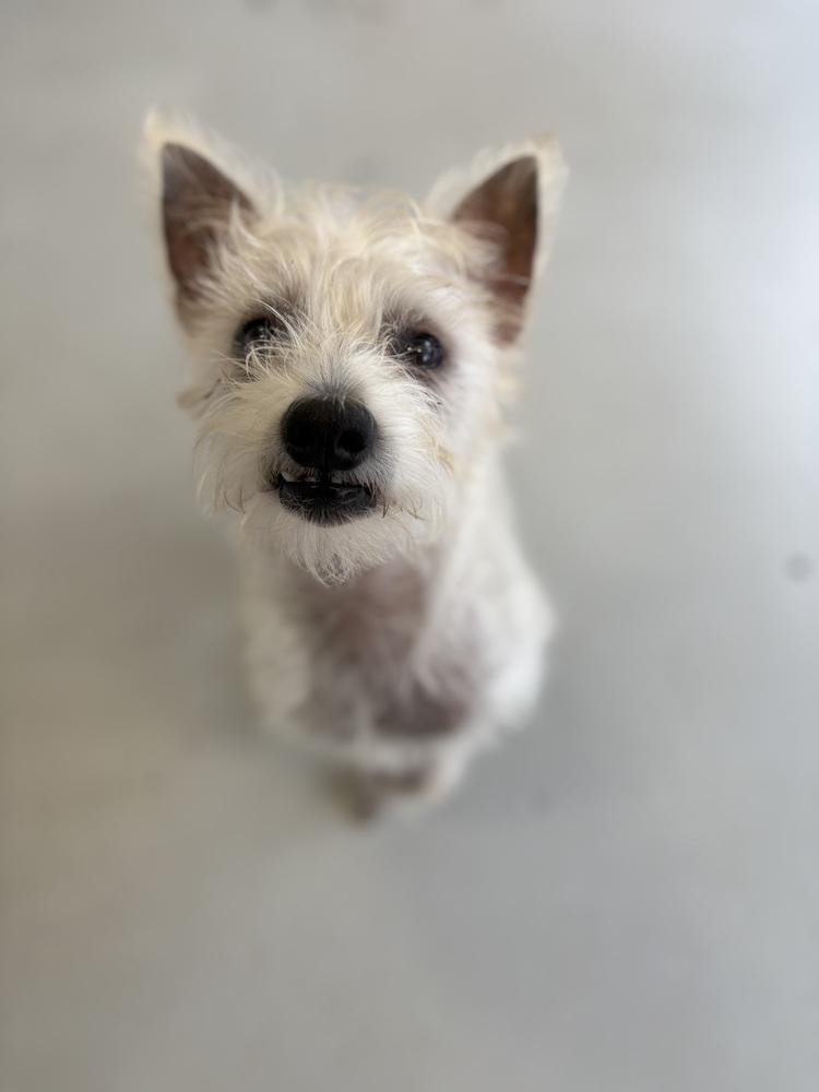 Scotch, Adoptable, Adult Male Terrier.